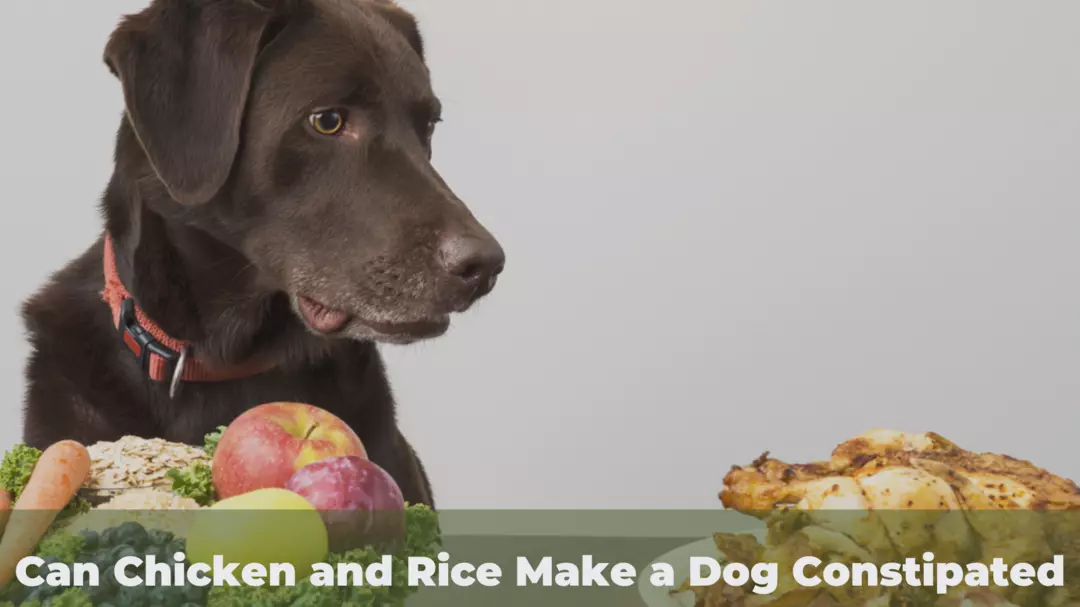 Can Chicken and Rice Make a Dog Constipated