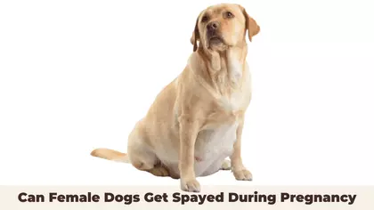 Can Female Dogs Get Spayed During Pregnancy