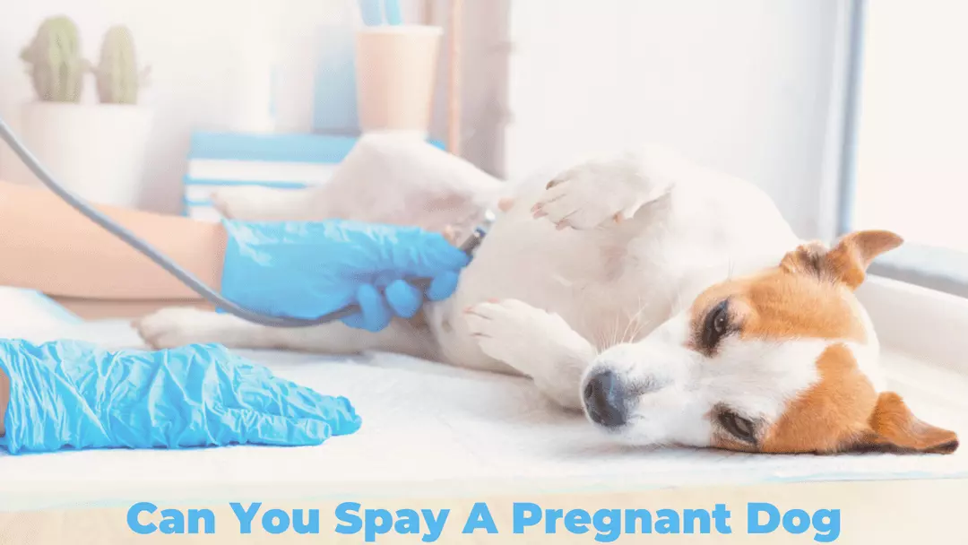 Can You Spay A Pregnant Dog