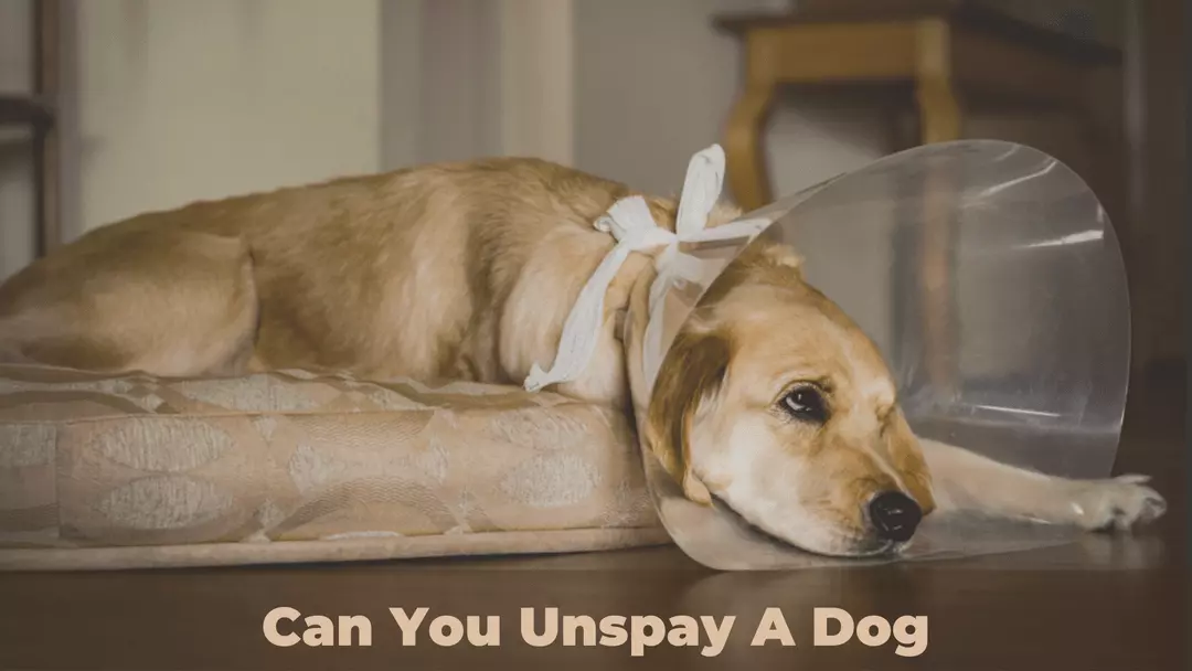 Can You Unspay A Dog