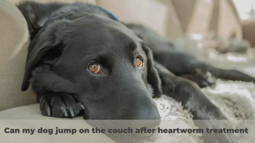 Can my dog jump on the couch after heartworm treatment