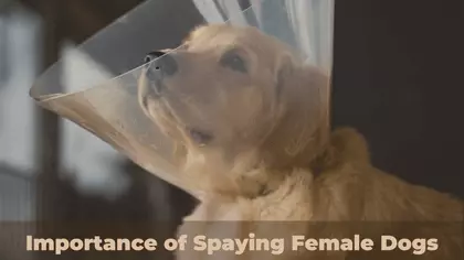 Can you Unspay a Female Dog