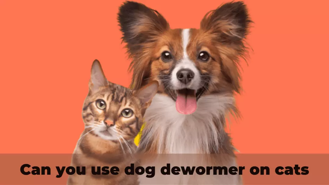 Can you use dog dewormer on cats