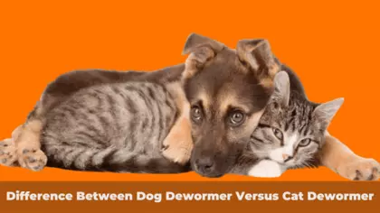 Difference Between Dog Dewormer Versus Cat Dewormer