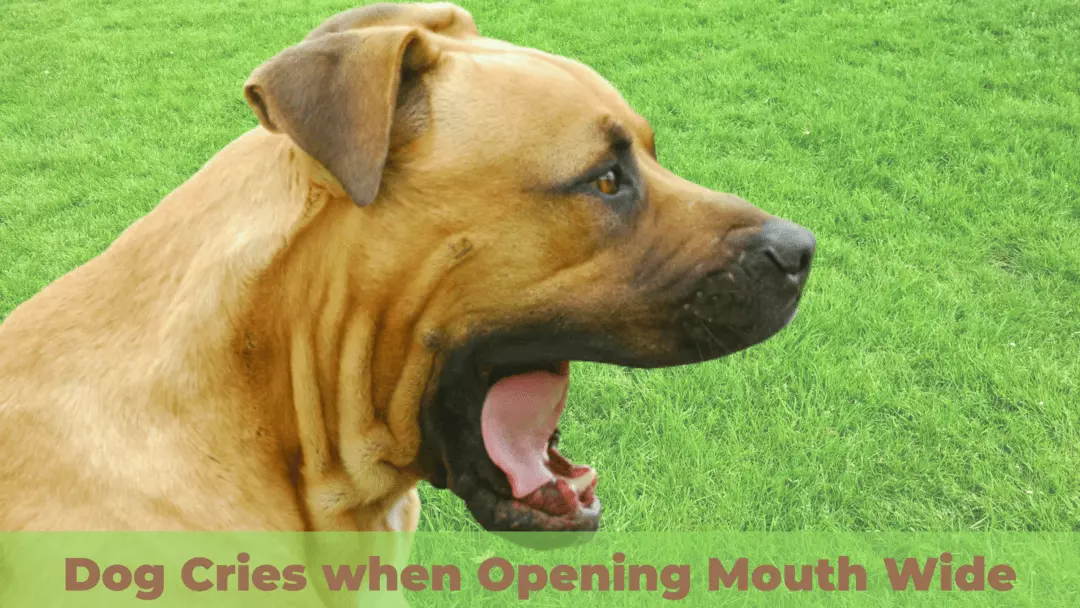 Dog Cries when Opening Mouth Wide