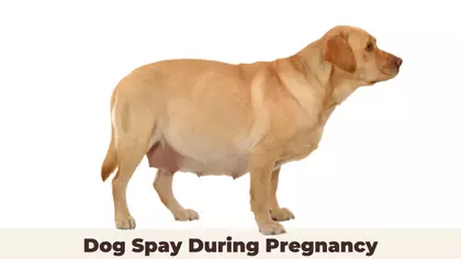 Dog Spay During Pregnancy