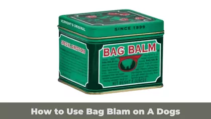 How to Use Bag Blam on A Dogs