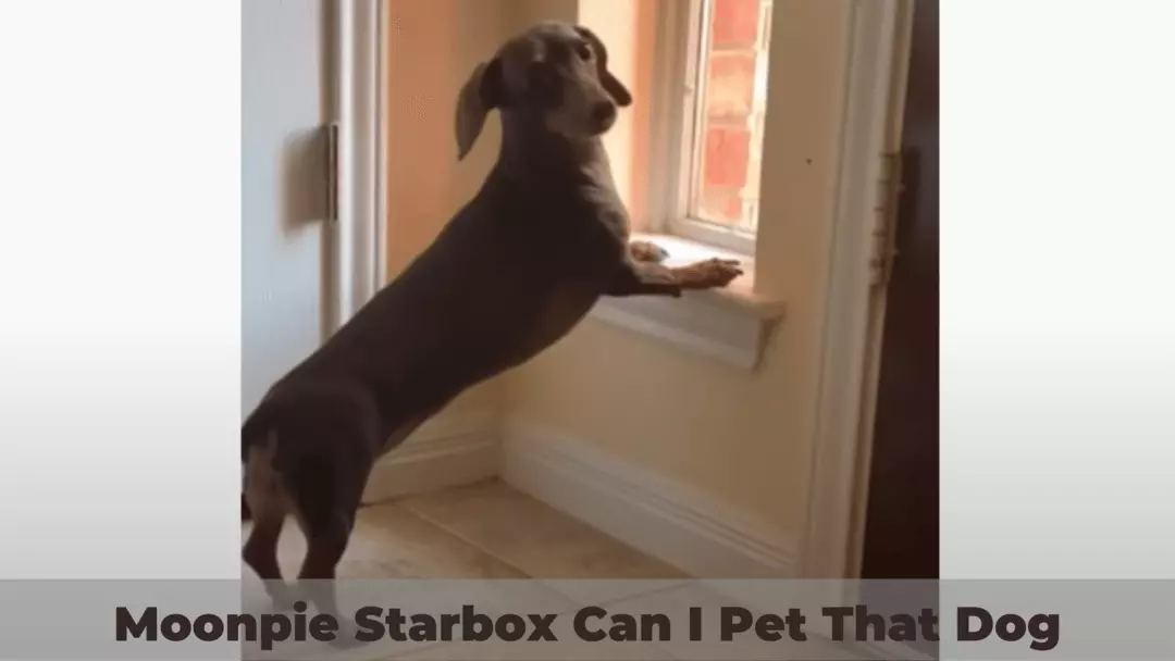 Moonpie Starbox Can I Pet That Dog