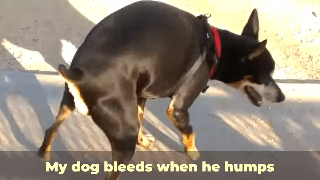 My dog bleeds when he humps