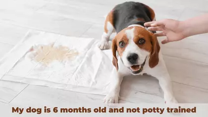 The challenges of potty training a 6-month-old dog