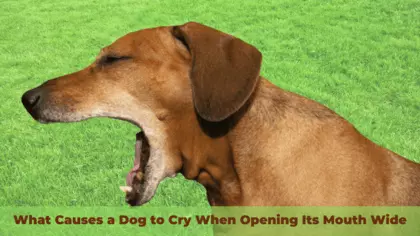 What Causes Dog Cries When Opening Its Mouth Wide