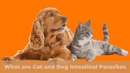 What are Cat and Dog Intestinal Parasites