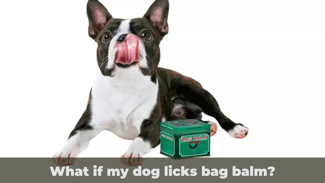 What if my dog licks bag balm