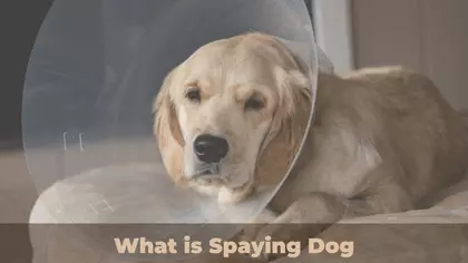 What is Spaying Dog