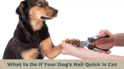 What to Do If Your Dog's Nail Quick Is Cut