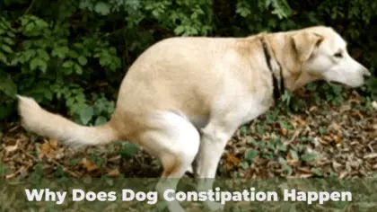 Why Does Dog Constipation Happen