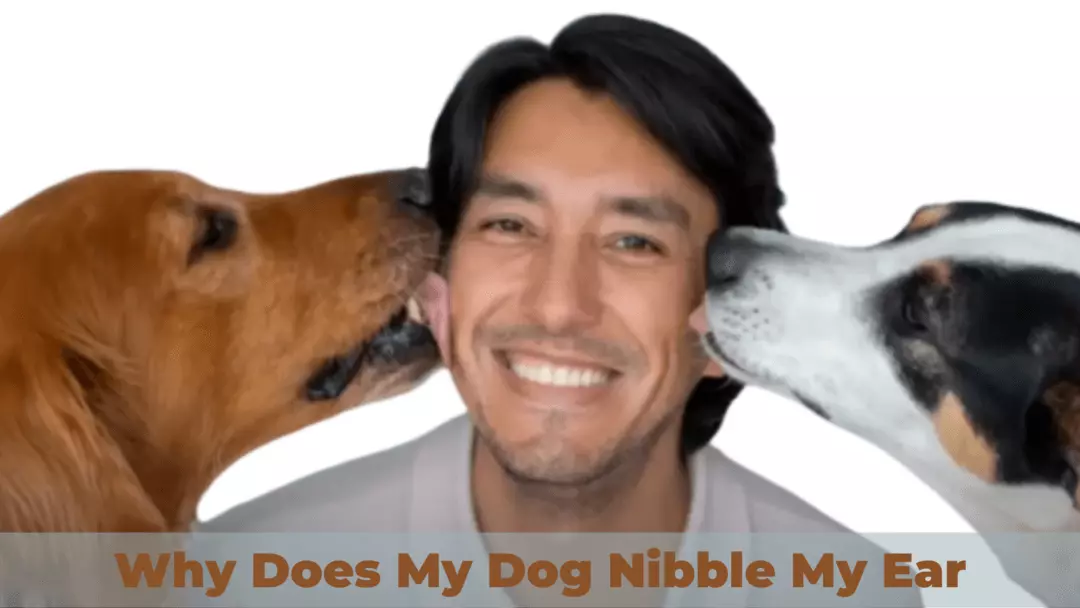 Why Does My Dog Nibble My Ear