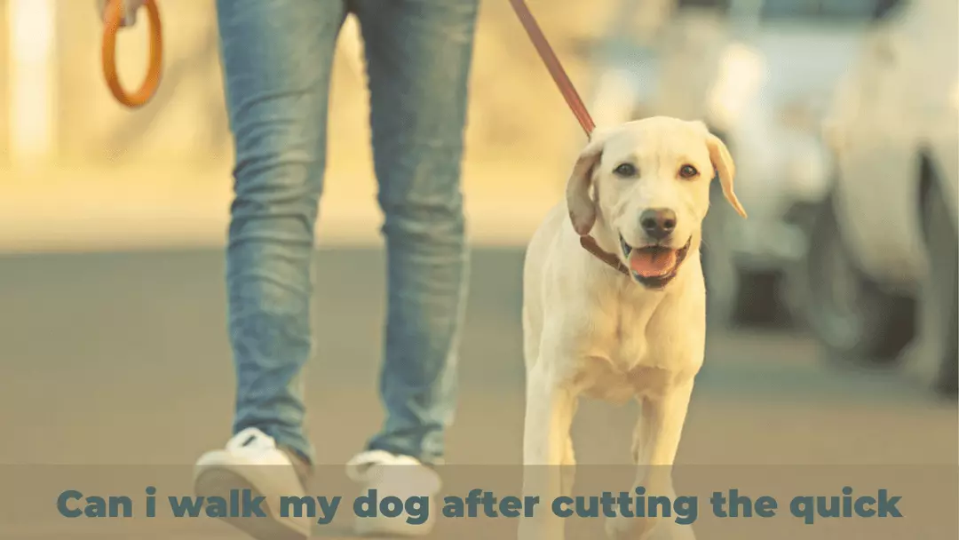 can i walk my dog after cutting the quick