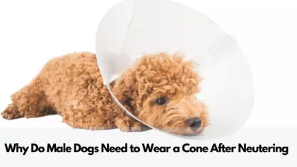 Why Do Male Dogs Need to Wear a Cone After Neutering