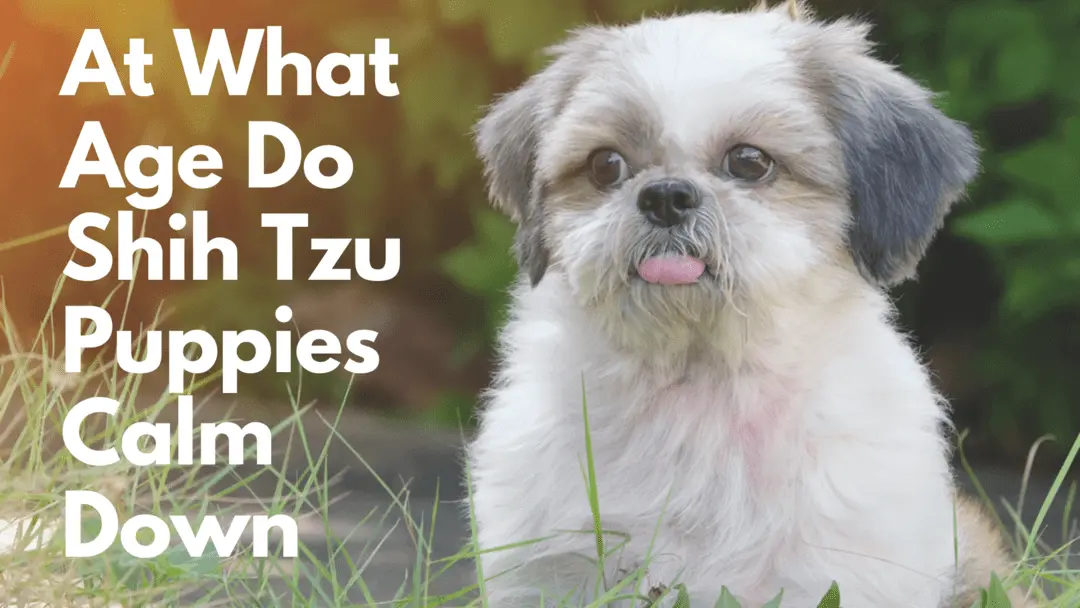 at what age do shih tzu puppies calm down
