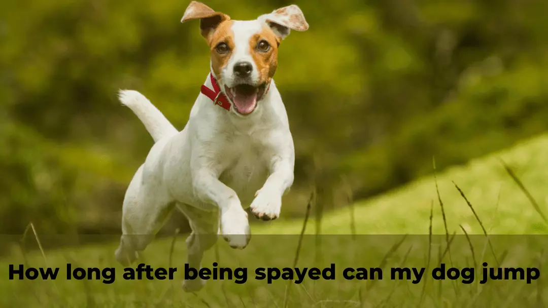 how long after being spayed can my dog jump