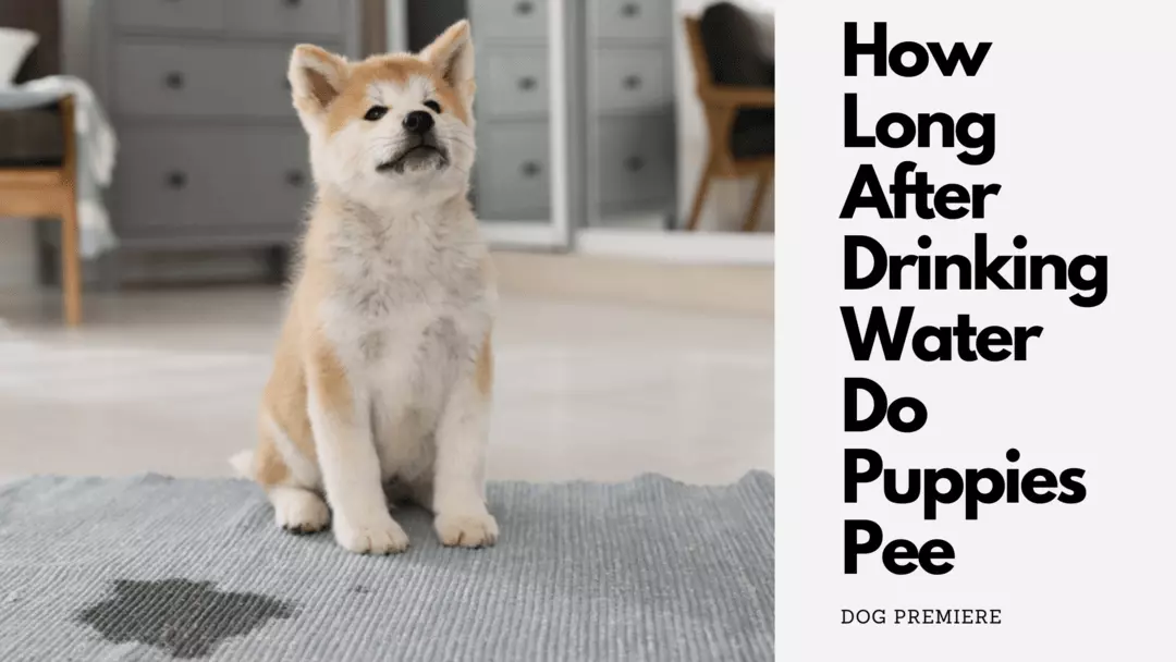 how long after drinking water do puppies pee