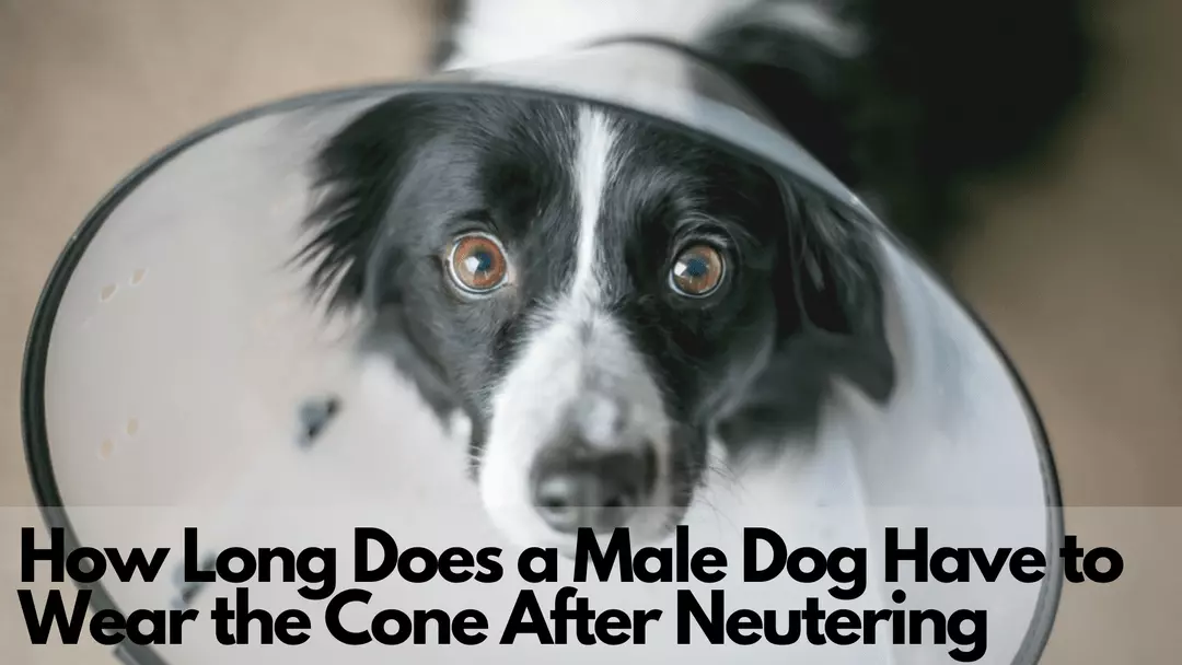 how long does a male dog have to wear the cone after neutering