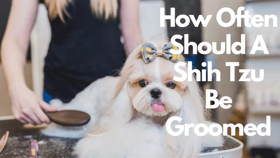 how often should a shih tzu be groomed