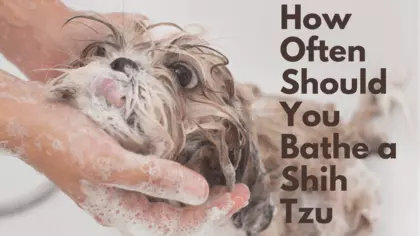 how often should you bathe a shih tzu
