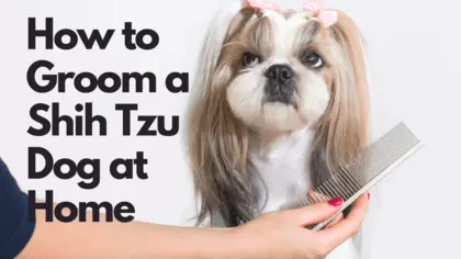 how to groom a shih tzu at home