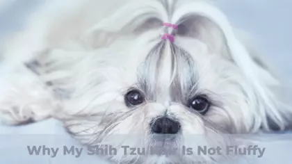 shih tzu hair growth stages