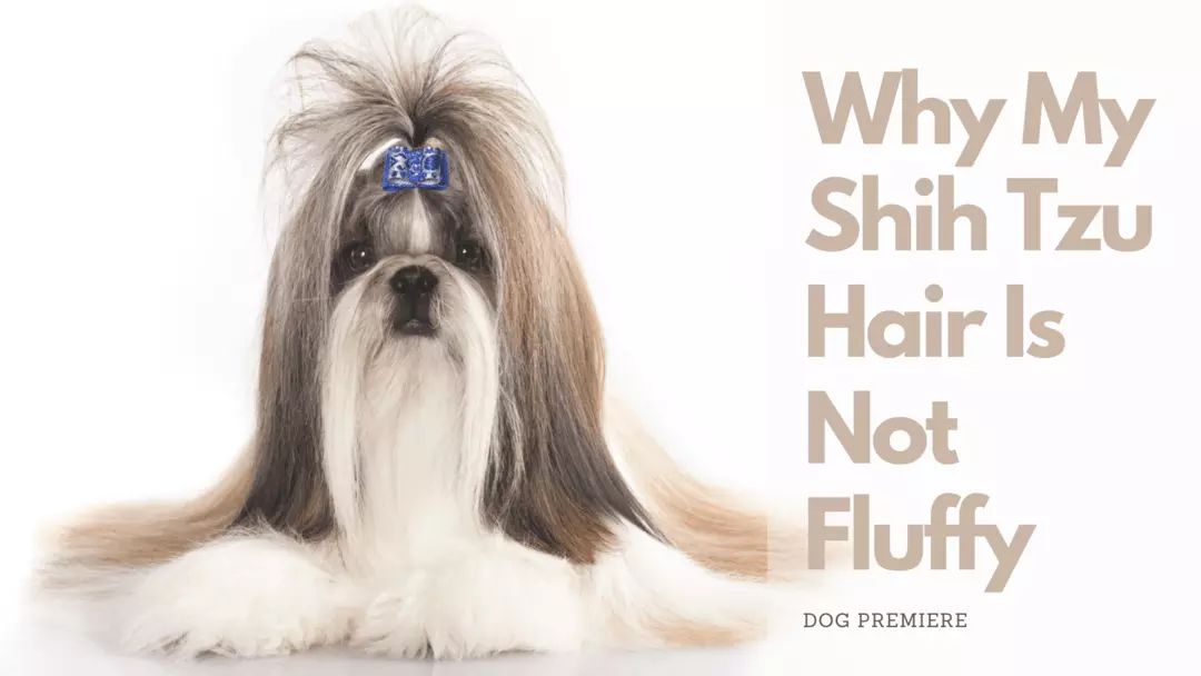 why my shih tzu hair is not fluffy