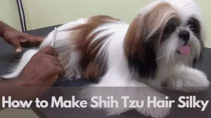 best shampoo and conditioner for shih tzu
