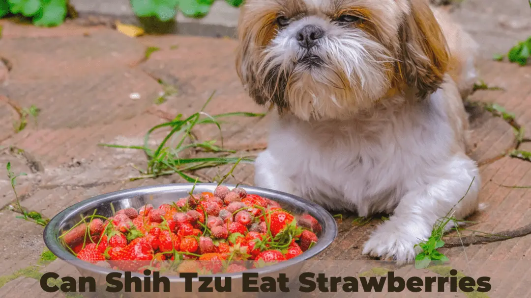 can shih tzu eat strawberries