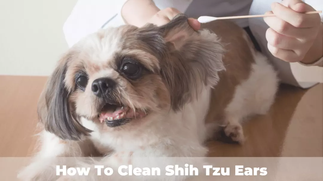 how to clean shih tzu ears