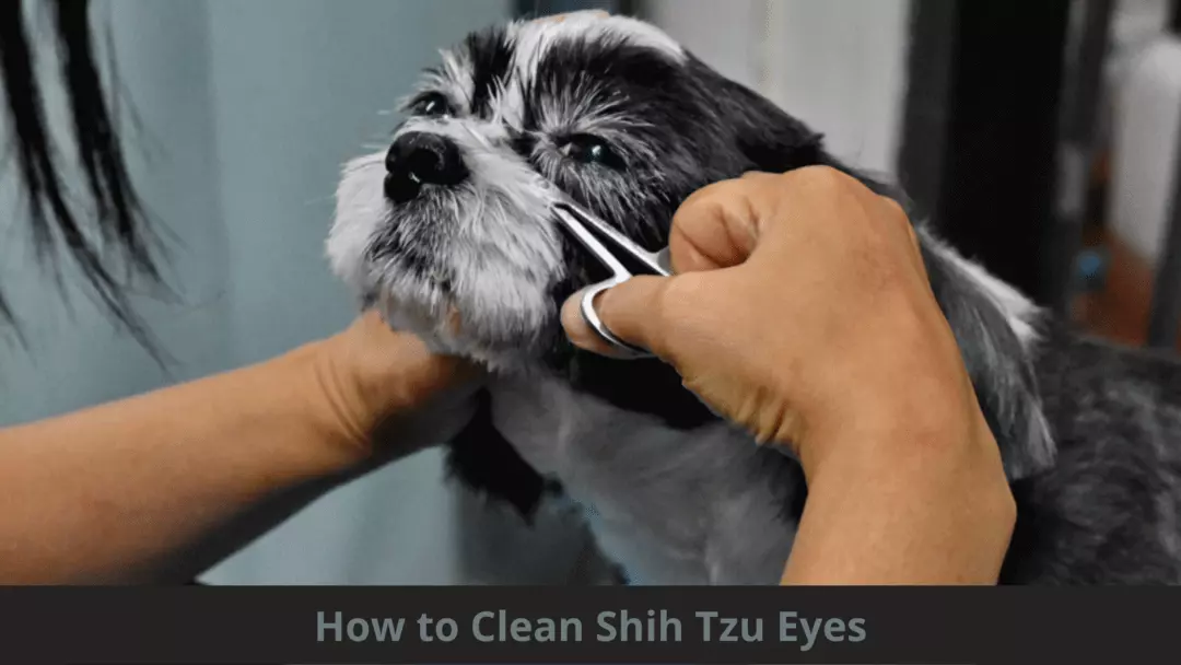 how to clean shih tzu eyes