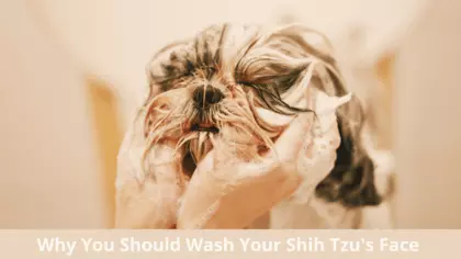 how to clean shih tzu face after eating