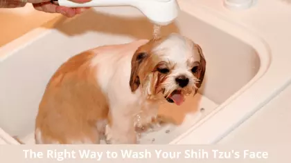 how to keep a shih tzu face clean