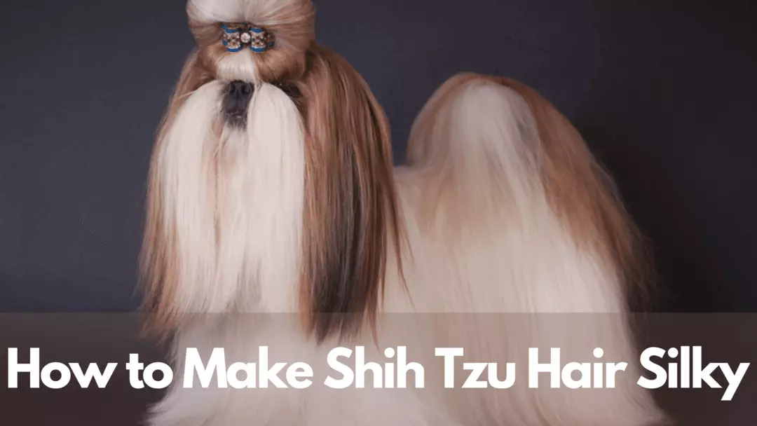 how to make shih tzu hair silky