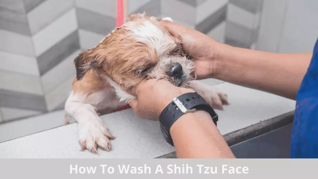 how to wash a shih tzu face