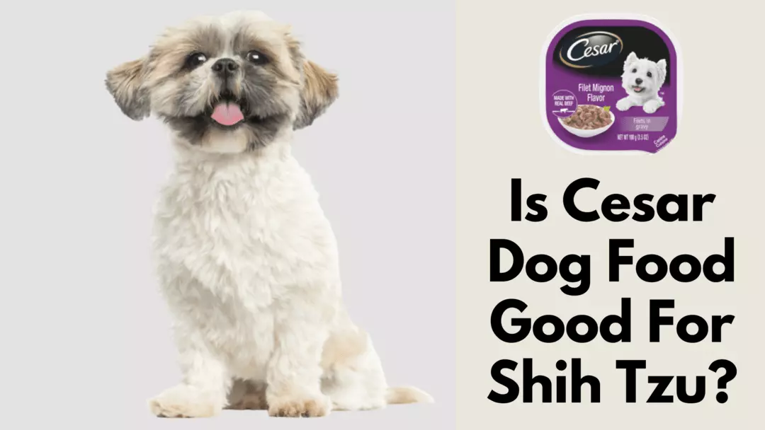 is cesar dog food good for shih tzu