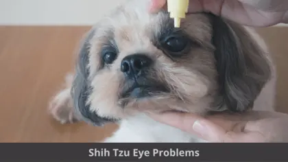 shih tzu eye infection home remedy