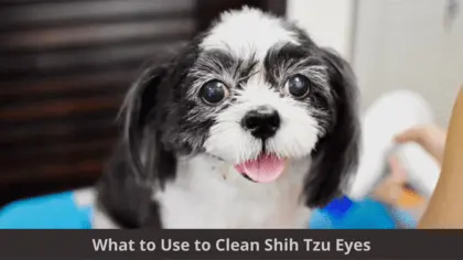 what to use to clean shih tzu eyes