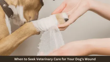 how to stop dog from licking wound on leg