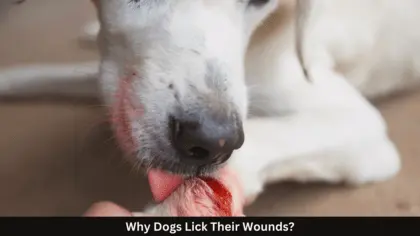 how to stop dog from licking wound on leg