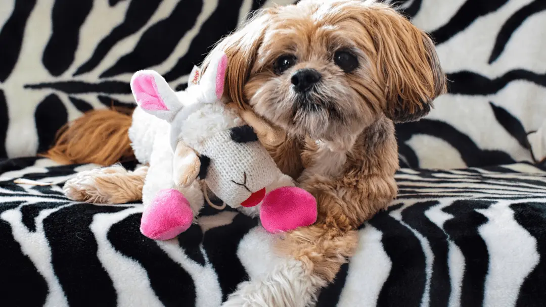 why do dogs love lamb chop toy