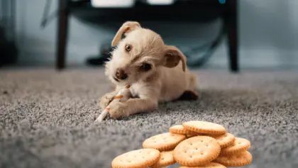 are biscuits bad for dogs