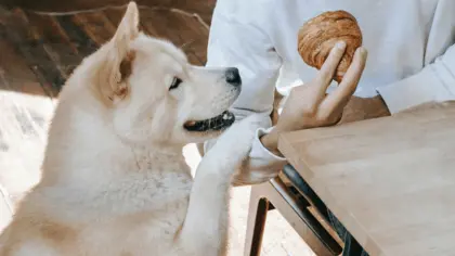 are croissants bad for dogs