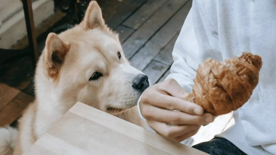 can dogs eat croissants