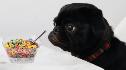 can dogs eat froot loops cereal